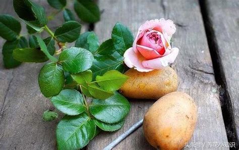 玫瑰花怎麼種 土豆意思